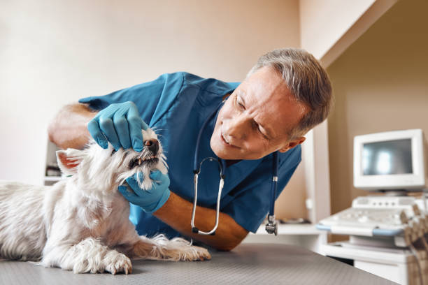 Best Emergency X-Rays and Diagnostics in Schriever, LA